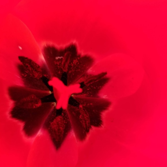 Meet your Posher, Bernice - Picture 1 of 1